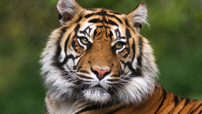 पर्सा राष्ट्रिय निकुञ्जमा कारको ठक्करबाट पाटे बाघको मृत्यु
