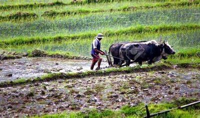 नेपालको मूल कानुन :संविधानमा सीमित कृषि र किसान