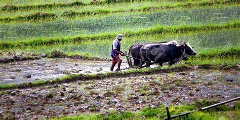 नेपालको मूल कानुन :संविधानमा सीमित कृषि र किसान