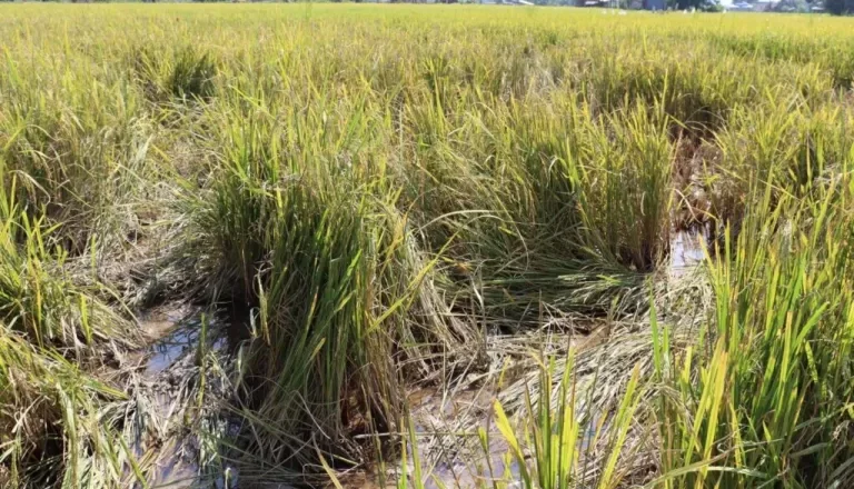 काट्ने बेलाको धान गैँडाले नष्ट गरिदिएपछि किसान चिन्तामा