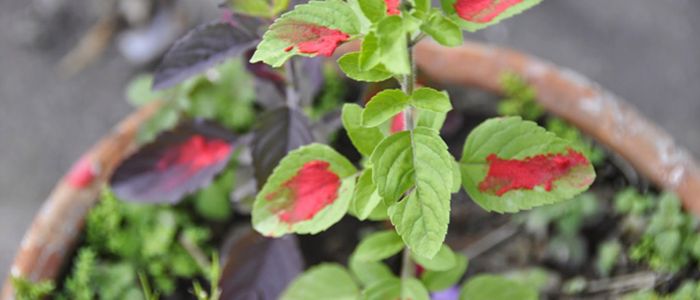 आज हरिशयनी एकादशी, तुलसी रोप्ने दिन